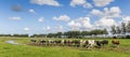 Panorama of Dutch cows in a landscape near Groningen Royalty Free Stock Photo