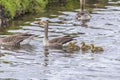 Panorama of a Dutch Goose family near kinderdijk Royalty Free Stock Photo