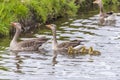 Panorama of a Dutch Goose family near kinderdijk Royalty Free Stock Photo