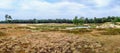 Panorama of Dutch heathland Royalty Free Stock Photo