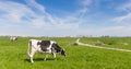 Panorama of a dutch Holstein cow and a bicycle path Royalty Free Stock Photo