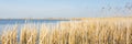 Panorama Dutch landscape with reed Royalty Free Stock Photo