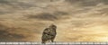 Panorama of an Eagle Owl. Sit on the ridge of a wall. Bird looks back, the red eyes stare at you. Beautiful dramatic