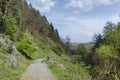 Panorama of ecological path through a green springtime forest Royalty Free Stock Photo