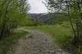 Panorama of ecological path through a green springtime forest Royalty Free Stock Photo