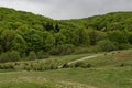 Panorama of ecological path through a green springtime forest Royalty Free Stock Photo