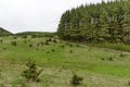 Panorama of ecological path through a green springtime forest Royalty Free Stock Photo