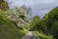 Panorama of ecological path through a green springtime forest Royalty Free Stock Photo