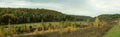 Panorama of edge of forest with planting of young trees