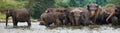 Panorama of elephant herd in water