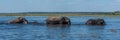 Panorama of elephants crossing river in line