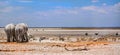 A panorama of elephants on the Etosha pan with lots of different animals