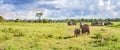 Panorama with elephants and jeeps safari Royalty Free Stock Photo