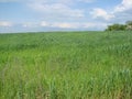 Landscapes of blooming spring nature of the Zaporizhia steppes and forests in the south of Ukraine. Royalty Free Stock Photo