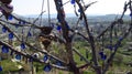 Panorama of Fairy Chimneys in GÃÂ¶reme, Cappadocia With Evil Eye Tree Royalty Free Stock Photo