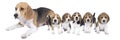 Panorama of a family of beagle dog pups and there mother isolated against white background Royalty Free Stock Photo