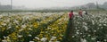 panorama of farmers plucking Chrysanthemums, Chandramalika, Chandramallika, mums , chrysanths, genus Chrysanthemum