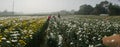 panorama of farmers plucking Chrysanthemums, Chandramalika, Chandramallika, mums , chrysanths, genus Chrysanthemum. Valley of