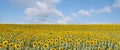 Panorama ff Sunflower fields with blue sky clouds. Landscape background on a sunny day. Royalty Free Stock Photo