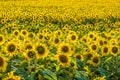 Panorama in field of blooming bright yellow sunflowers in sunny day Royalty Free Stock Photo