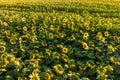 Panorama in field of blooming bright yellow sunflowers in sunny day Royalty Free Stock Photo