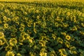 Panorama in field of blooming bright yellow sunflowers in sunny day Royalty Free Stock Photo