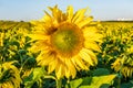 Panorama in field of blooming bright yellow sunflowers in sunny day Royalty Free Stock Photo