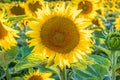 panorama in field of blooming bright yellow sunflowers in sunny evening