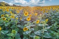 panorama in field of blooming bright yellow sunflowers in sunny evening