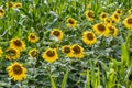 panorama in field of blooming bright yellow sunflowers in sunny evening