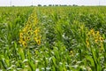 panorama in field of blooming bright yellow sunflowers in sunny evening