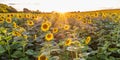 panorama in field of blooming bright yellow sunflowers in sunny evening