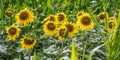 panorama in field of blooming bright yellow sunflowers in sunny evening