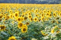 Panorama in field of blooming sunflowers in sunny day