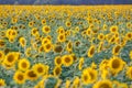 Panorama in field of blooming sunflowers in sunny day Royalty Free Stock Photo