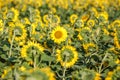 Panorama in field of blooming sunflowers in sunny day Royalty Free Stock Photo