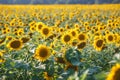 Panorama in field of blooming sunflowers in sunny day