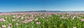 Panorama of a field of breadseed poppies Royalty Free Stock Photo