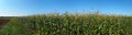 panorama field with cornstalks against a blue sky Royalty Free Stock Photo