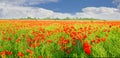 Panorama of a field with the flowering poppies Royalty Free Stock Photo