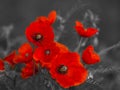 Panorama with field poppies Royalty Free Stock Photo