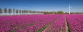 Panorama of a field of purple tulips and a wind turbine