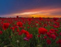 panorama of a field of red poppies Royalty Free Stock Photo