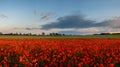 Panorama of a field of red poppies Royalty Free Stock Photo