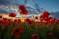 Panorama of a field of red poppies Royalty Free Stock Photo