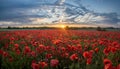 Panorama of a field of red poppies against the background of the evening sky Royalty Free Stock Photo
