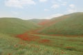 panorama of a field of red poppies with blue sky Royalty Free Stock Photo