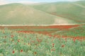 panorama of a field of red poppies with blue sky Royalty Free Stock Photo