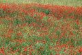 panorama of a field of red poppies Royalty Free Stock Photo