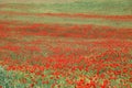 panorama of a field of red poppies Royalty Free Stock Photo